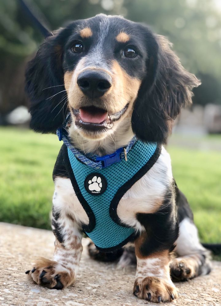 SNOOPY’S SPA Updated June 2024 934 US 82, Gainesville, Texas Pet