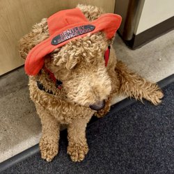 Governor's Plaza Shoes - Bentley's new hat