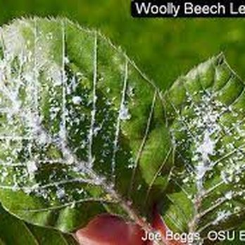 Ohio Tree Care - Tree Services Near Me - Columbus, Ohio