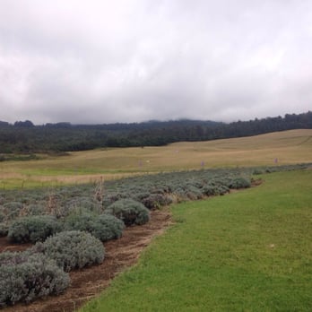 Ali'i Kula Lavender - Tours Near Me - Kula, Hawaii