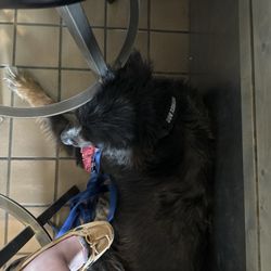 Captain's Bar & Grill - Service dog tucked nicely under chair.