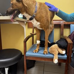 East Bay Veterinary Hospital