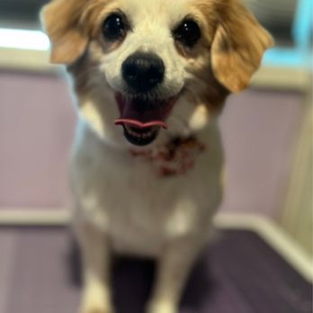 Boopin Snoots - Pet Groomers Near Me - Escondido, California