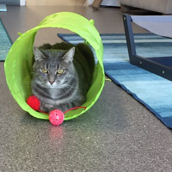 Naughty Cat Cafe - Coffee & Tea Near Me - Chattanooga, Tennessee Naughty Cat Cafe - Coffee & Tea Near Me - Chattanooga, Tennessee
