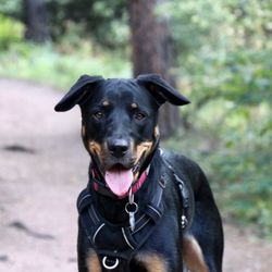 North Boulder Companion Animal Hospital