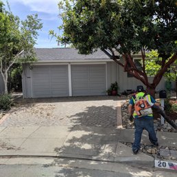 a man using a tree trimer