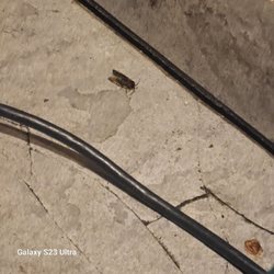 Roach in the dining area under table. Cmon man