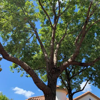Good Guys Tree Service - Tree Services Near Me - Austin, Texas Good Guys Tree Service - Tree Services Near Me - Austin, Texas