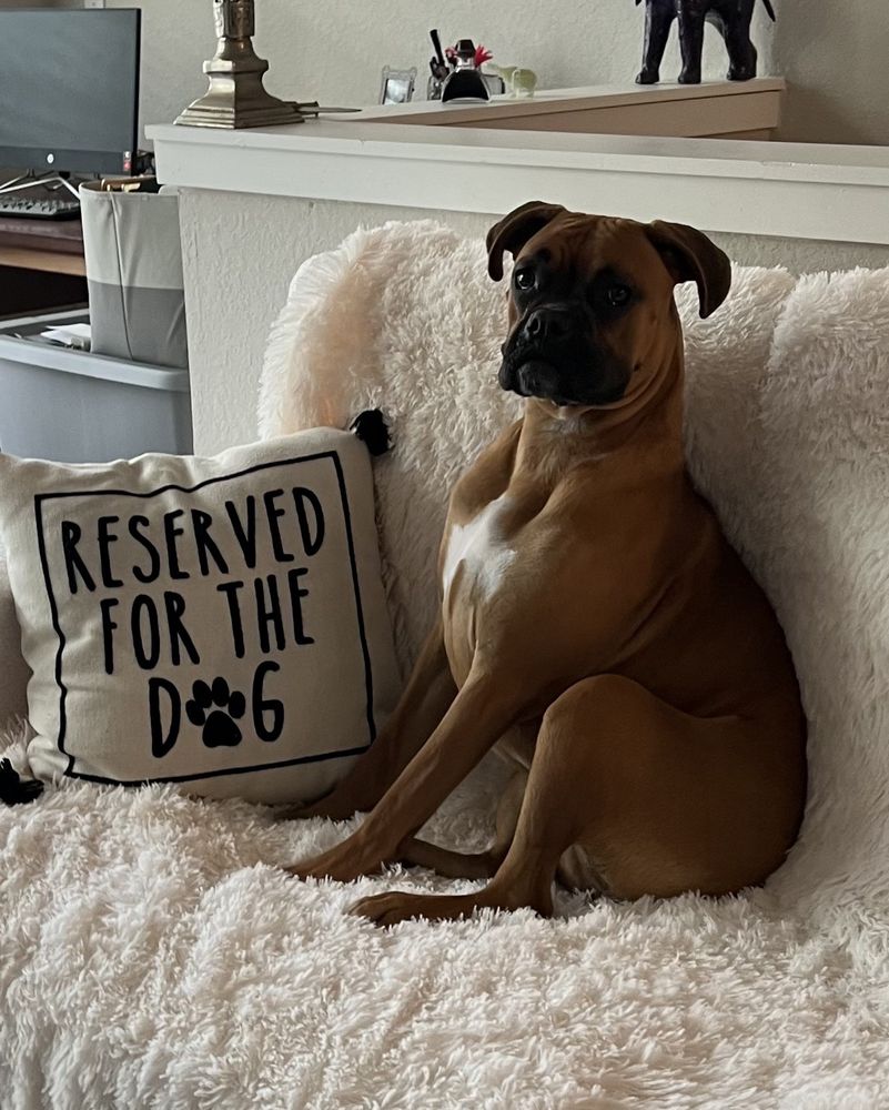 Dog Spot Hotel Image