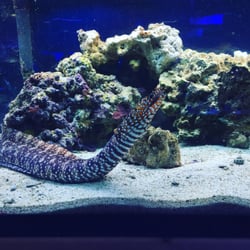 Amazing looking eel definitely worth just watching him/her interact with you.