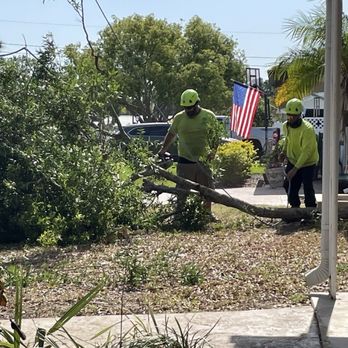 Essential Tree Service  - Tree Services Near Me - Largo, Florida