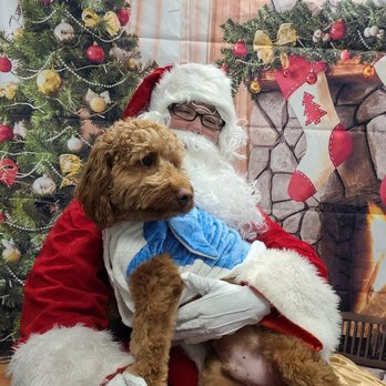 Dogtopia - Christmas photos at Dogtopia, doggy daycare. So adorable - Pet Training Near Me - Virginia Beach, Virginia