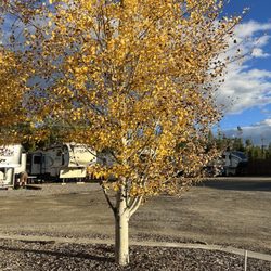 Buffalo Crossing RV Park - Trees at end of row pull-thru site