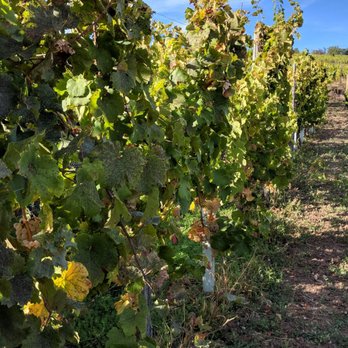 Dopff au Moulin - Wineries Near Me - Riquewihr, 68 Dopff au Moulin - Wineries Near Me - Riquewihr, 68
