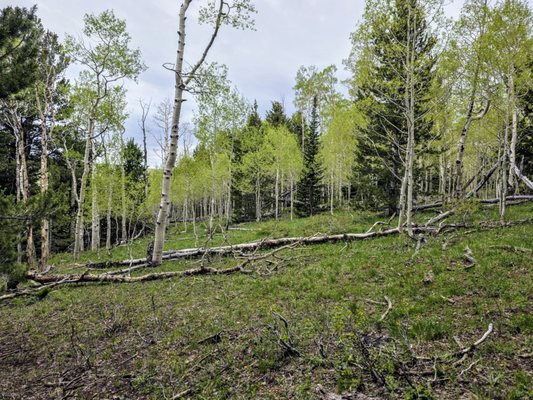 Dixie National Forest by null