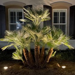 Sago Rey Palms