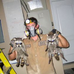 Wildlife Removal Philadelphia