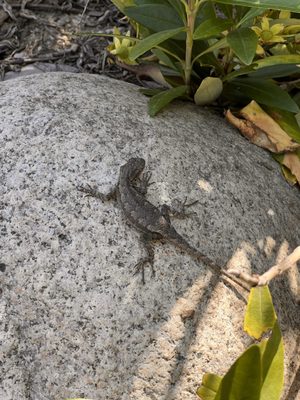 Colorado Street Bridge by null
