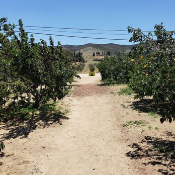 Copeland's Cherry Ranch - Walkway leading through cherry farm. - Pick Your Own Farms Near Me - Leona Valley, California Copeland's Cherry Ranch - Walkway leading through cherry farm. - Pick Your Own Farms Near Me - Leona Valley, California