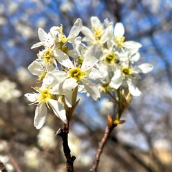 Stadler Nurseries - Serviceberry is one of our favorite native trees! It can be planted almost anywhere and is so easy to care for. Delicate spring flowers brig