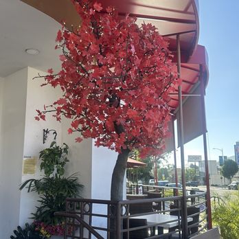 Red Maple - Maple tree - Cafes Near Me - Los Angeles, California Red Maple - Maple tree - Cafes Near Me - Los Angeles, California