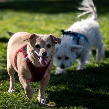 Forrest E Hull Park - Dog Parks Near Me - Lancaster, California Forrest E Hull Park - Dog Parks Near Me - Lancaster, California