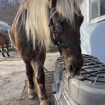 Mountain View Ranch - Pirate - Horseback Riding Near Me - Danby, Vermont