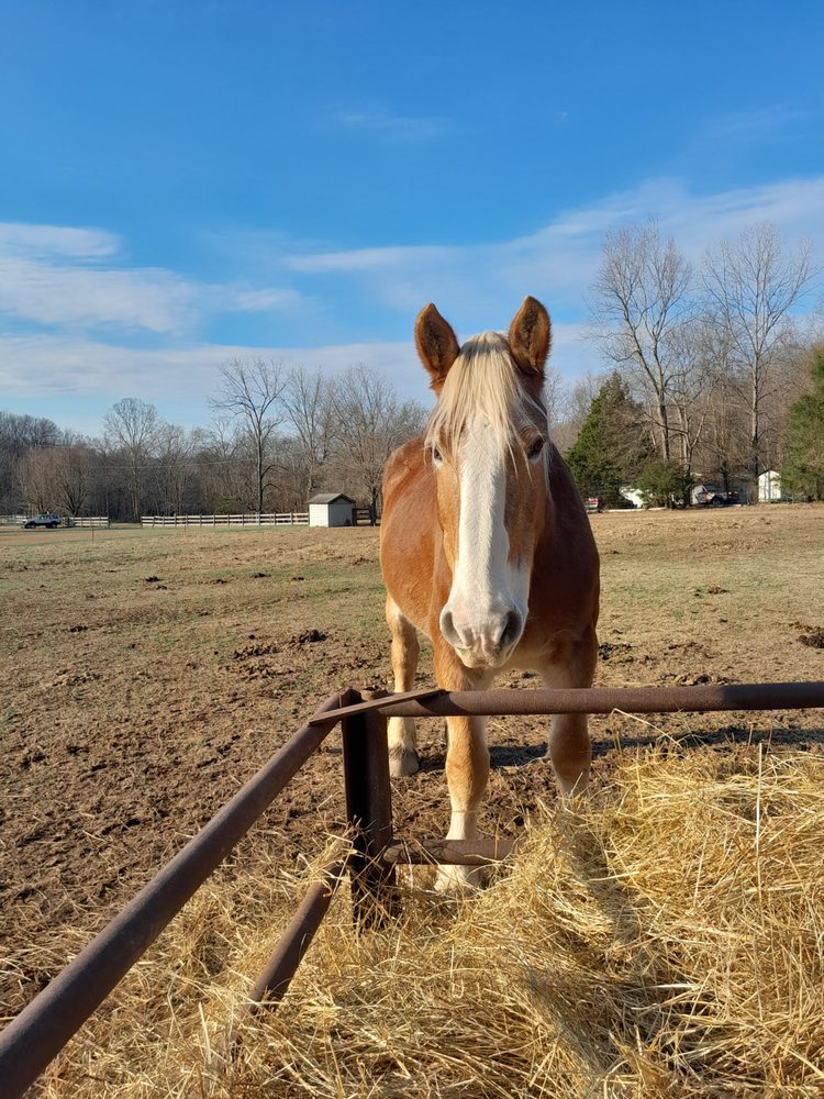 Sycamore Creek Horseback Riding - equestrian in Joelton, TN