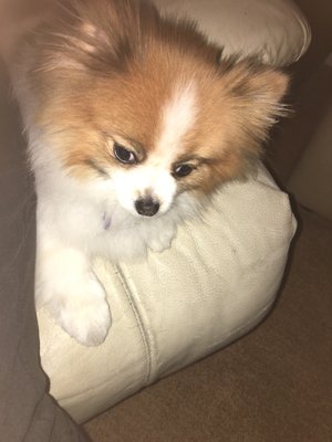 fur fabulous mobile pet grooming