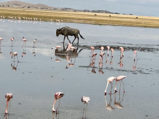 Lion World Travel by null