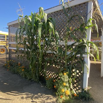 McGrath Brothers Great Pacific Pumpkins - Pumpkin Patches Near Me - Ventura, California McGrath Brothers Great Pacific Pumpkins - Pumpkin Patches Near Me - Ventura, California