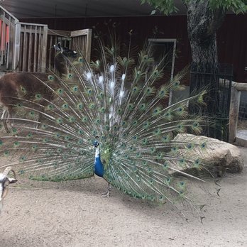 Blank Park Zoo - Zoos Near Me - Des Moines, Iowa Blank Park Zoo - Zoos Near Me - Des Moines, Iowa
