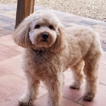 Kingdom Dogs - My handsome boy Stevy!  He's almost 8 and had been a joy from day 1. He's always happy or asleep!  Best boy ever,! - Pet Breeders Near Me - Carthage, Missouri