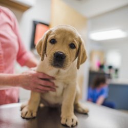 Kirby Veterinary Hospital - Lovely litter of Labradors