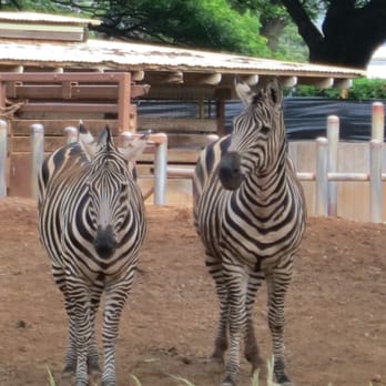Honolulu Zoo - I feel like a deep conversation was being had... - Zoos Near Me - Honolulu, Hawaii