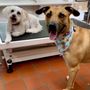Photo of Hairy Tails Groom & Room