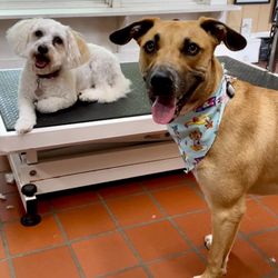 Hairy Tails Groom & Room - Happy and clean pups