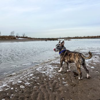 Brooklyn Dog Walk - https://brooklyndogwalk.net - Dog Walkers Near Me - Brooklyn, New York