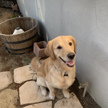 Coventry Pet Resort - Great job grooming - Pet Sitting Near Me - Redlands, California Coventry Pet Resort - Great job grooming - Pet Sitting Near Me - Redlands, California