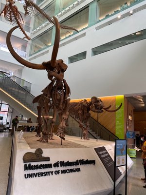 University of Michigan Museum of Natural History by null