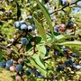 Photo of Williams Blueberry Farm