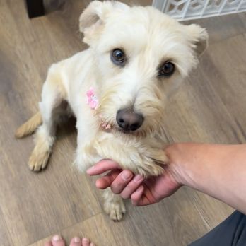 Karmic Rescue Without Borders - Adopted our dog from Karmic! - Pet Adoption Near Me Karmic Rescue Without Borders - Adopted our dog from Karmic! - Pet Adoption Near Me