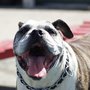 Photo of Delta Dog Camp