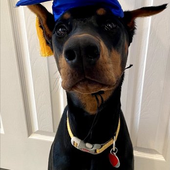 Fido's Finest Dog Training - Doberman graduate working towards being a therapy dog! - Pet Training Near Me Fido's Finest Dog Training - Doberman graduate working towards being a therapy dog! - Pet Training Near Me