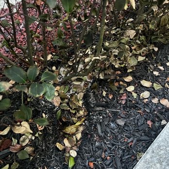 Sutter Filtration Systems - Dead/dying hedges - Water Purification Services Near Me - Coral Springs, Florida Sutter Filtration Systems - Dead/dying hedges - Water Purification Services Near Me - Coral Springs, Florida