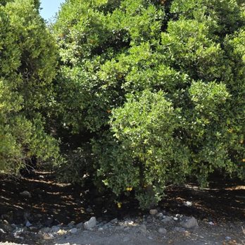 Francisco's Fruits - Fruit trees - Fruits & Veggies Near Me - Fillmore, California Francisco's Fruits - Fruit trees - Fruits & Veggies Near Me - Fillmore, California