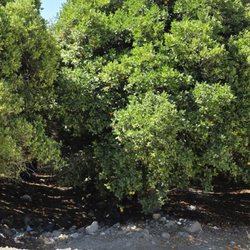 Francisco's Fruits - Fruit trees