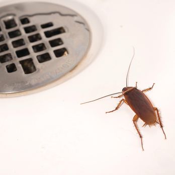 A1 Exterminators - Cockroach - Pest Control Near Me - Nashua, New Hampshire A1 Exterminators - Cockroach - Pest Control Near Me - Nashua, New Hampshire