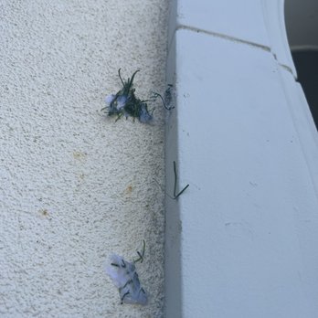 Christmas Boss - Same glue left on my stucco - Holiday Decorating Services Near Me Christmas Boss - Same glue left on my stucco - Holiday Decorating Services Near Me