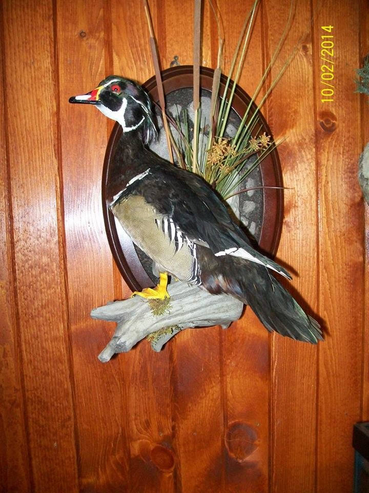 Tom Pierson Taxidermy - taxidermy in Covington, KY